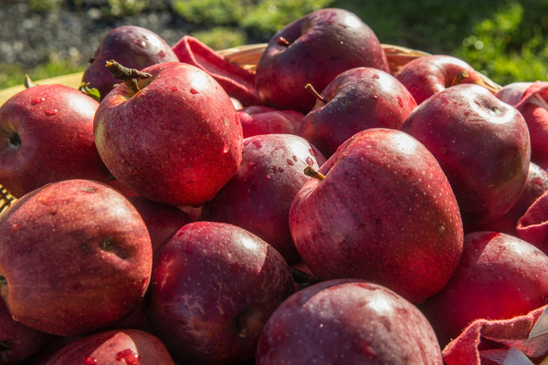 Apples - 5th commemorative trip to the Michaelskreuzrennen 2017