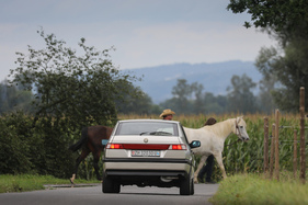 Alfa Romeo 33 1.7 i.e. 4x4 Elegante (1991) - bremst sicher, auch für zwei Pferde
