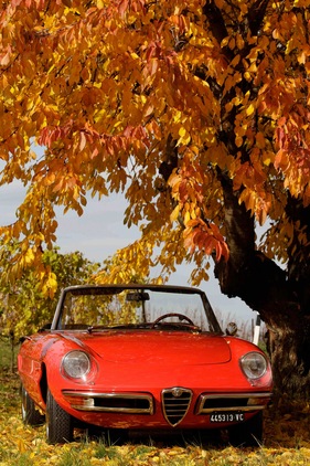 Alfa Romeo Duetto 1750 Spider Veloce (1969) - 1969 kam das Ende der ersten Serie, der Nachfolger hatte ein Fastback-Heck (1969)