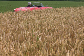 Alfa Romeo Giulia Spider 1600 (1962) - Fahrt durchs Ährenfeld (1962)