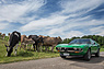 Alfa Romeo Montreal (1972) - auch Kühe interessieren sich für den grünen Alfa (© Daniel Reinhard, 2020) Alfa Romeo Montreal (1972) - auch Kühe interessieren sich für den grünen Alfa (© Daniel Reinhard, 2020)