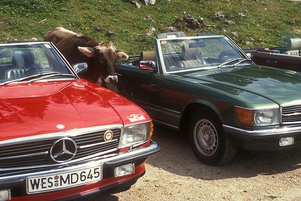 Alles mit System. In Reih und Glied stehen sie nebeneinander. Die beiden SL W107, dazwischen voller Ehrfurcht die steirische Kuh!