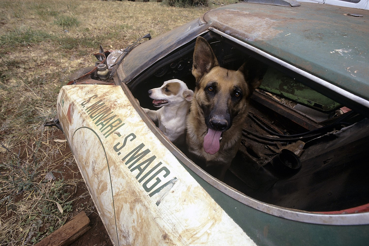 Als der Lancia Stratos von Munari zur Hundehütte wurde