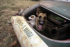 Image: When Munari's Lancia Stratos became a doghouse