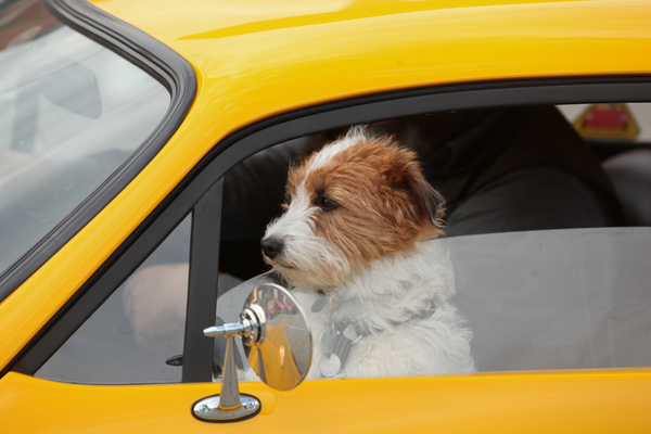 Image: Even the dog can ride in the plastic car - seen at the "Fantastic Plastic 2015" meeting