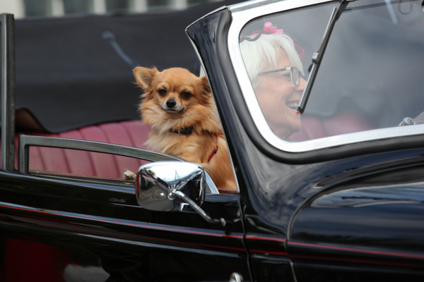 Auch der Hund darf mit - Concours d'Excellence International Luzern 2017