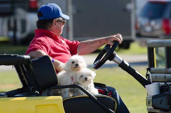 Auch die tierischen Fans genossen sichtlich das warme Wochenende in Sebring – SVRA Spring Vintage Classic 2014 in Sebring