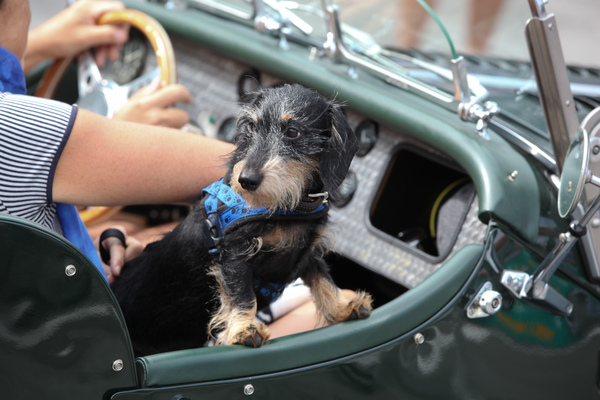 Auch dieser Hund scheint sich im Morgan richtig gut zu fühlen - British Car Meeting Mollis 2017