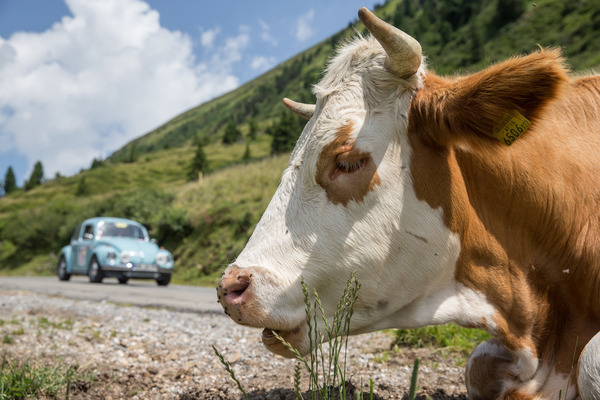 Auch ein VW Käfer kann dieses Tier nicht begeistern - Ennstal-Classic 2017