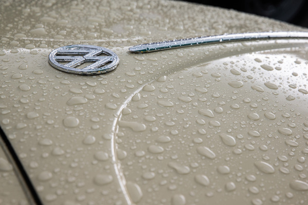 Auch ein kurzer Platzregen brachte die Insektenschar nicht aus ihrer Ruhe, ...