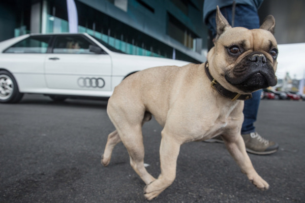 Auf den Hund gekommen? Auch kleine Vierbeiner interessieren sich für den Audi quattro