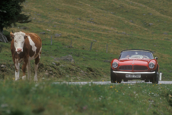 BMW 507 (1958) - the BMW makes its way through the cows - First Ennstal Classic 1993