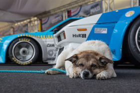 BMW M1 ProCar Revival GP Österreich 2016 - den Hund lässt das alles kalt