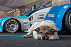 BMW M1 ProCar Revival GP Österreich 2016 - den Hund lässt das alles kalt