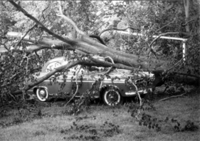 Borgward Isabella (1959) - unter umgestürzter Buche