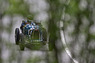 Bugatti 37 A (1926) - im Feld 4 - an der Lenzerheide Motor Classics 2016 (© Daniel Reinhard, 2016) Bugatti 37 A (1926) - im Feld 4 - an der Lenzerheide Motor Classics 2016 (© Daniel Reinhard, 2016)