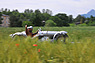 Chrysler Imperial Speedster (1927) - am Gaisbergrennen 2012 - Sportwagenklasse (© Josef Mayrhofer, 2012) Chrysler Imperial Speedster (1927) - am Gaisbergrennen 2012 - Sportwagenklasse (© Josef Mayrhofer, 2012)