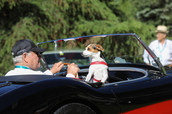 No need for radar sensors, the dog is watching - 29th British Classic Car Meeting St. Moritz 2023