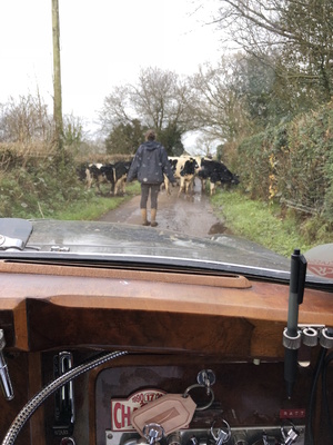 Da standen auch einmal ein paar Kühe im Weg - Rallye Le Jog 2017