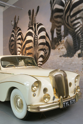 Daimler DK 400 'Golden Zebra' Coupé (1955) - im Louwman Museum in Den Haag