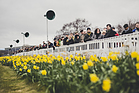 Das interessierte Publikum hinter den Osterglocken - Goodwood Members Meeting 2016