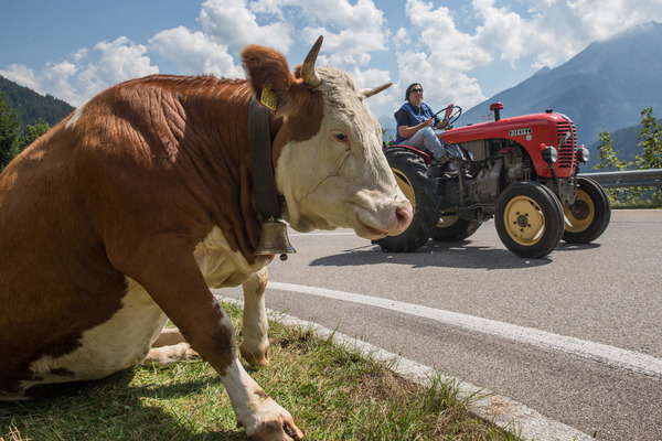 Der Bauer kommt, jetzt steht die Kuh doch auf - Saalbach Classic 2015