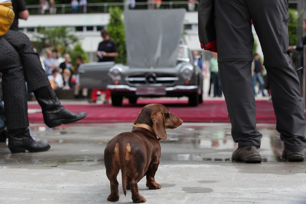 Der Dackel steht für einmal nicht auf der Hutablage - Dolder-Versteigerung der Oldtimer Galerie am 11. Juni 2016