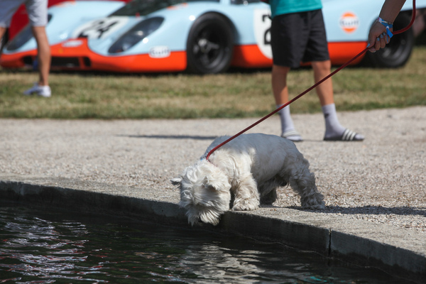 Der Hund interessiert sich mehr für sein Spiegelbild als für den Porsche 917 - Concours d'Elégance Suisse Coppet 2022