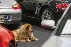 Der Hund lässt sich einfach nicht für die Boxster begeistern - 42. Auto e Moto d'Epoca 2025