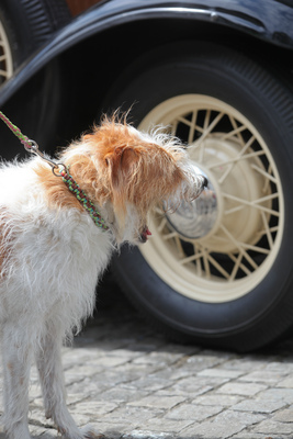 Der Hund lässt sich von der allgemeinen Begeisterung nicht anstecken und gähnt - Oldtimer in Obwalden O-iO 2016