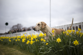 Der Jagdhund, der die Strecke eröffnete - Goodwood Members Meeting 2016
