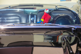 Der Papagei von Glasurit - Older Classics August 2024