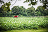 Detroit Electric (1915) - an der Kronprinz Wilhelm Rasanz (© Petra Sagnak / classiccar-photo.de, 2014) Detroit Electric (1915) - an der Kronprinz Wilhelm Rasanz (© Petra Sagnak / classiccar-photo.de, 2014)