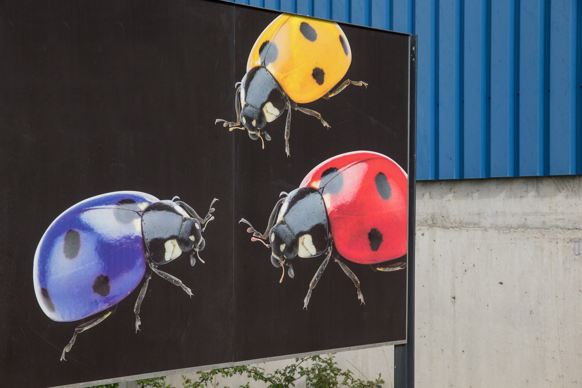 Die Invasion der kunterbunten Käfer in der Schweiz begann am 5. Mai 1948, exakt vor 75 Jahren.