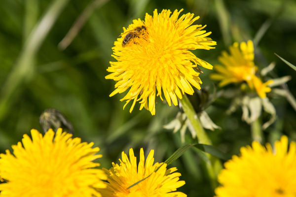 Die bereits geschäftigen Bienen aber liessen sich in keiner Weise …