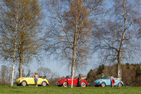 Drei Käfer im Frühling unterwegs Drei Käfer im Frühling unterwegs