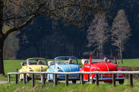 Drei Käfer im Frühling unterwegs Drei Käfer im Frühling unterwegs
