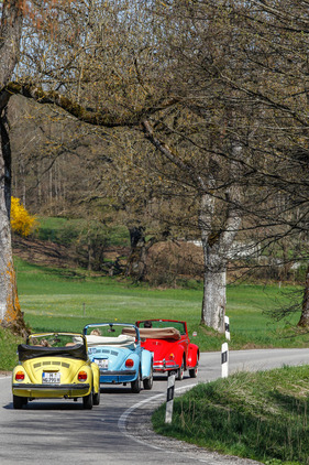 Drei Käfer im Frühling unterwegs Drei Käfer im Frühling unterwegs