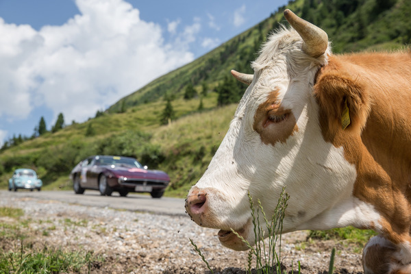 Ein Maserati Ghibli lenkt diese Kuh nicht so schnell vom Fressen ab - Ennstal-Classic 2017