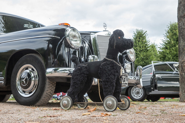 Einige sind richtig auf den Hund gekommen.