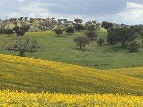 Frühling im Alentejo - Vintage Tour Alentejo