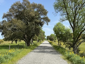Frühlingsfahrt durch das grüne Alentejo - Vintage Tour Alentejo