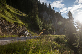 GAZ GL1 (1938) - mit Startnummer 030 an der Ennstal-Classic 2017