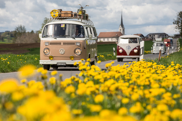 Genau so viele Bullis wie Käfer waren im Tross dabei.