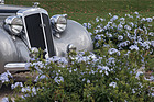 Horch 930 V Roadster (1939) - Classic-Gala Schwetzingen 2019