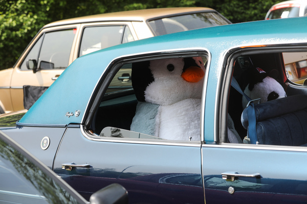 Im grossen Chrysler gibt es auch Platz für grosse Tiere - Youngtimer Stockental 2025