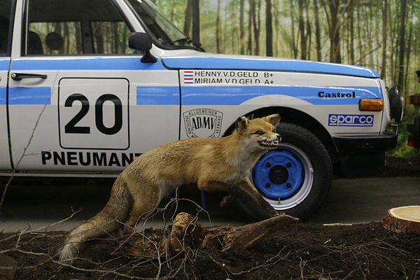 Impressionen von der Techno Classica 2013 - ein Fuchs fletscht vor dem Wartburg seine Zähne