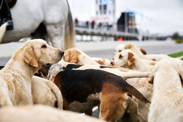 Jagdhunde am Members Meeting - Impressionen vom Goodwood Members' Meeting 2017
