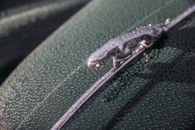 Jagua XK 120 - Regen macht schön oder noch schöner!
