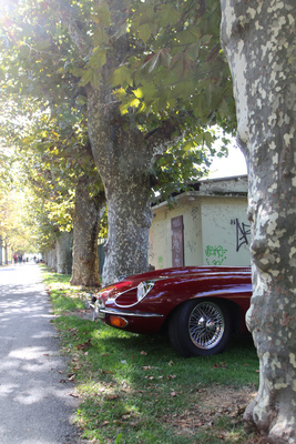 Jaguar E Type Series 2 - im Park - Swiss Classic British Car Meeting Morges 2017